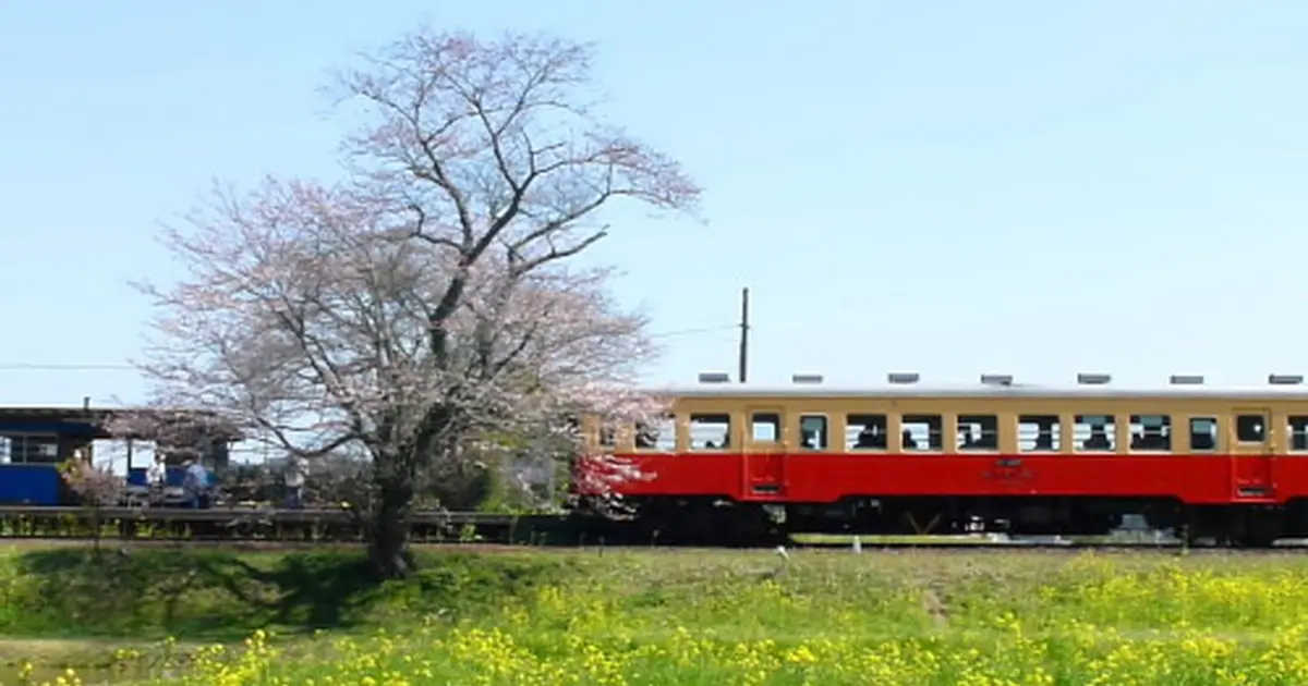 小湊鐵道 いすみ鉄道 菜の花に染まる 房総半島横断の旅 Holiday ホリデー