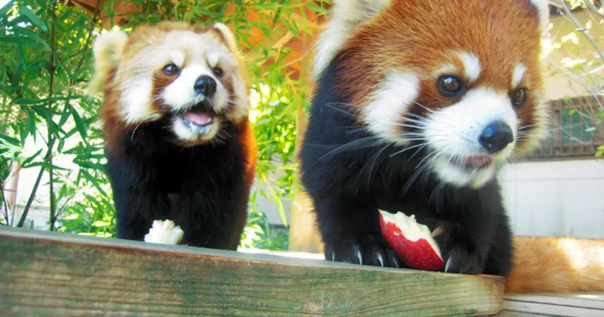 大牟田市動物園へ行くなら おすすめの過ごし方や周辺情報をチェック Holiday ホリデー