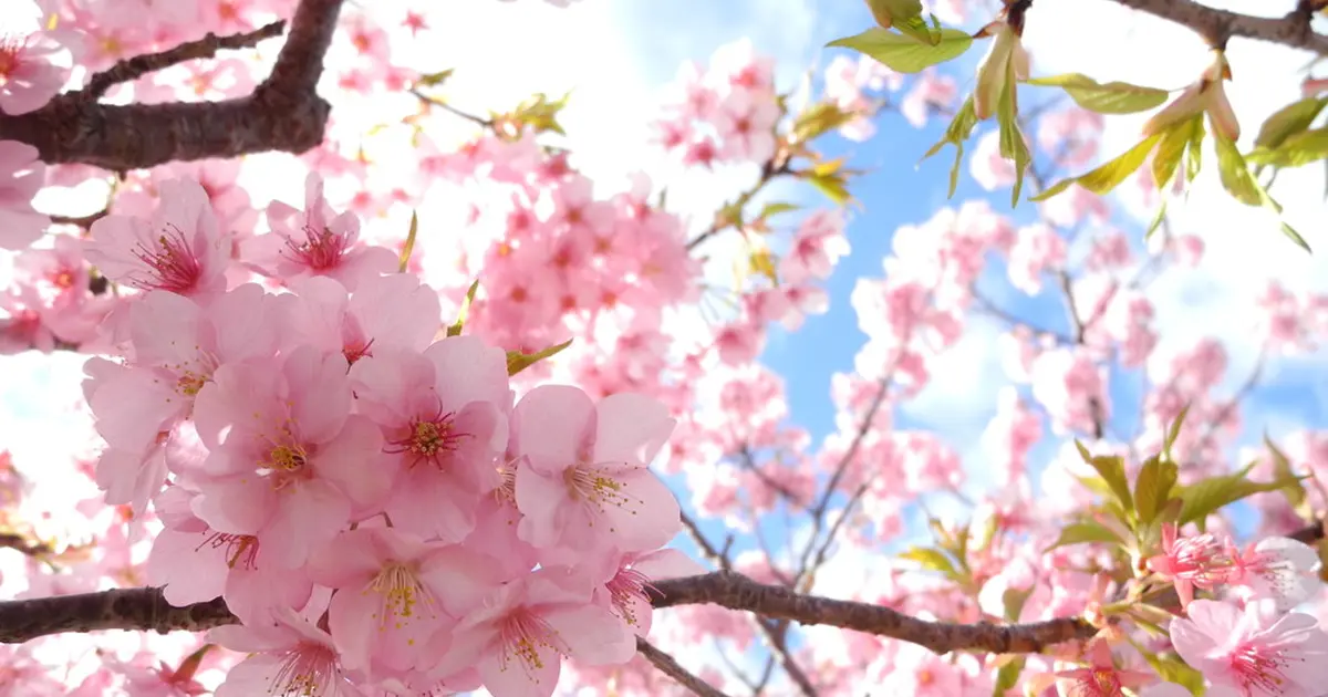 河津桜が終わっていても大丈夫 東伊豆 下田は見どころがいっぱいあります Holiday ホリデー