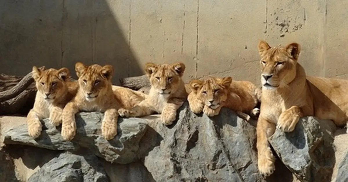 かみね動物園へ行くなら おすすめの過ごし方や周辺情報をチェック Holiday ホリデー