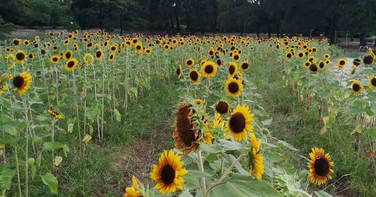 万博記念公園ひまわりフェスタへ行くなら おすすめの過ごし方や周辺情報をチェック Holiday ホリデー