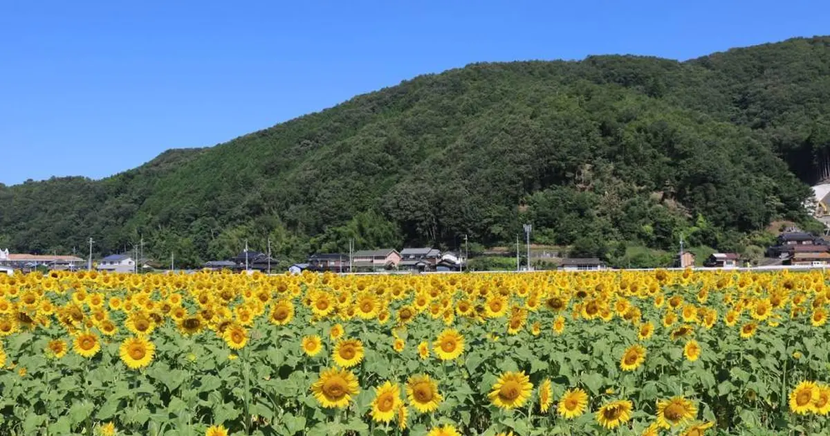 岡山 向日葵畑 Holiday ホリデー