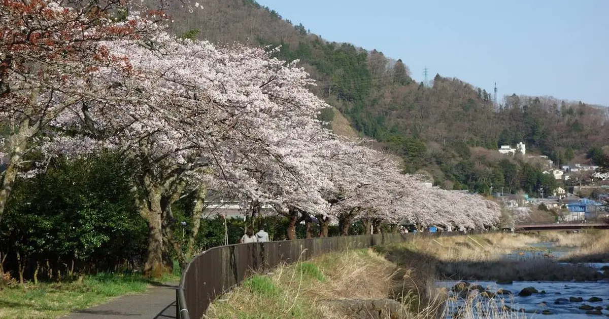 宮城野早川堤の桜へ行くなら おすすめの過ごし方や周辺情報をチェック Holiday ホリデー