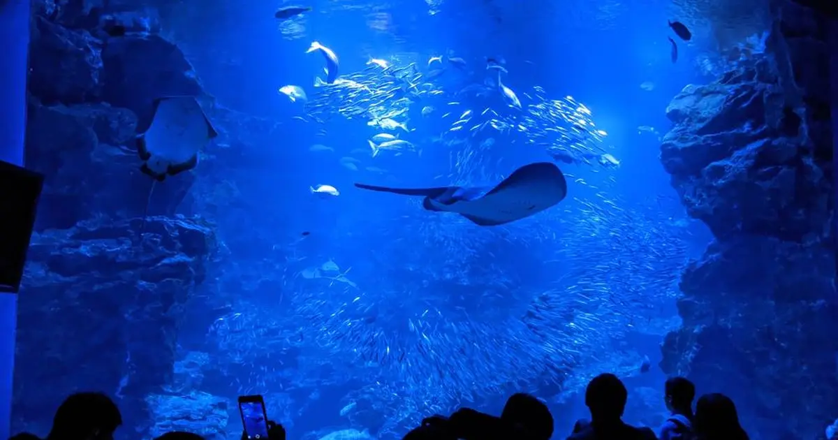 京都水族館へ行くなら おすすめの過ごし方や周辺情報をチェック Holiday ホリデー