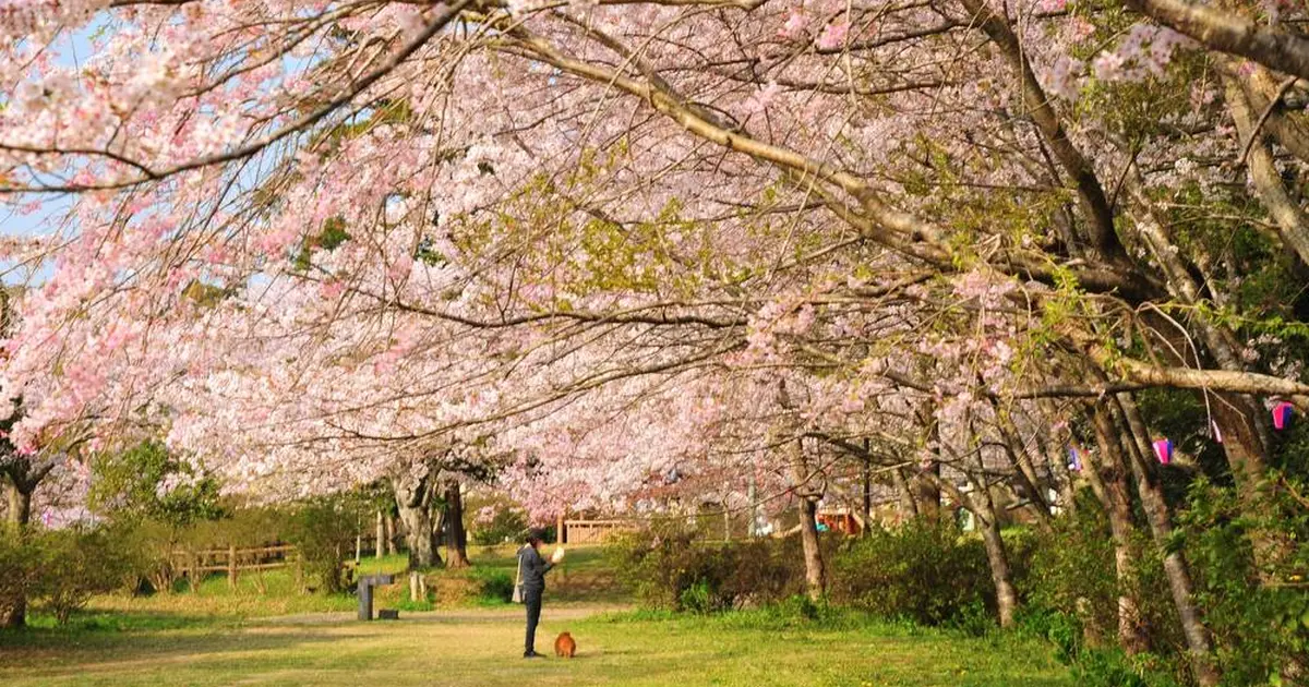 小見川城山公園へ行くなら おすすめの過ごし方や周辺情報をチェック Holiday ホリデー