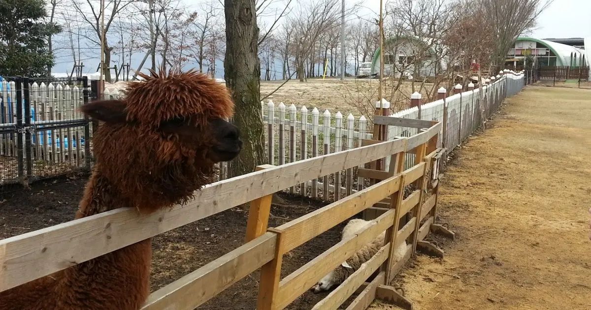 阿蘇ファームランド まなびのもり ふれあい動物王国へ行くなら おすすめの過ごし方や周辺情報をチェック Holiday ホリデー