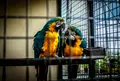 草津熱帯圏の写真_26600