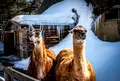 草津熱帯圏の写真_26605
