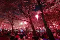 桜の名所の写真_79964