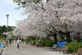 桜の名所の写真_79993