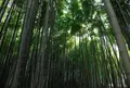 報国寺（竹寺）の写真_131380
