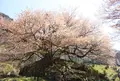 狗鷲桜の写真_137309