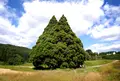 小杉の大杉（トトロの木）の写真_180935