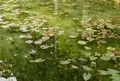 モネの池（名もなき池）の写真_183300