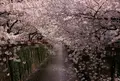 目黒川の桜並木の写真_171385