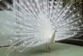 小鳥と小動物の森（アルプス公園内）の写真_29004