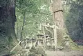 春日神社の杉の写真_163188