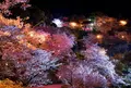 夜桜にうっとり♪の写真_526589