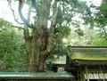 若狭姫神社の写真_130782