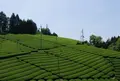 石寺の茶畑の写真_73862