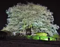 醍醐桜の写真_132240