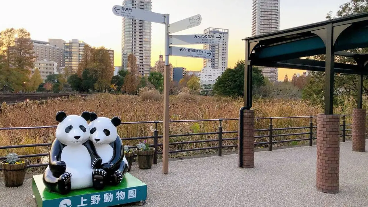 上野動物園 ジャイアントパンダの観覧方法徹底ガイド Holiday ホリデー