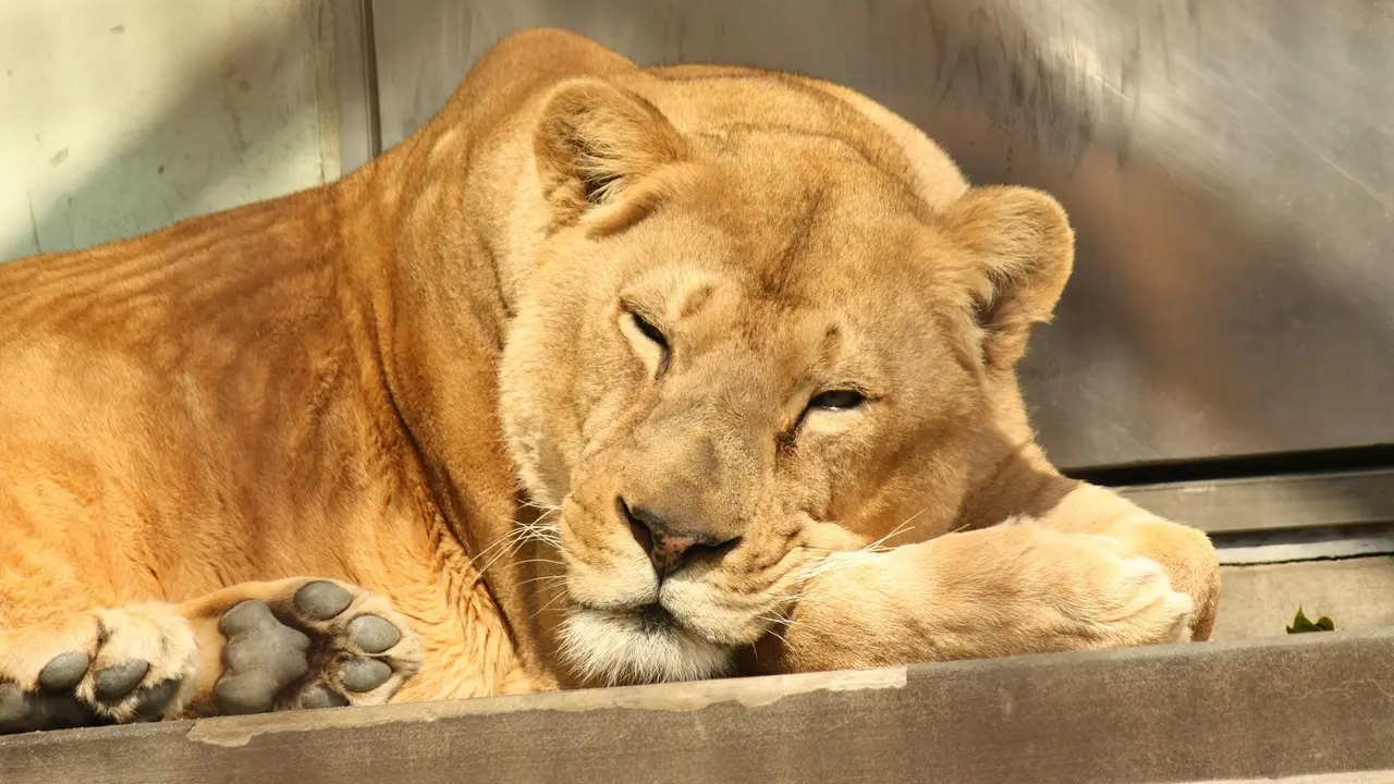 21年最新 京都でおすすめの動物園8選 Holiday ホリデー