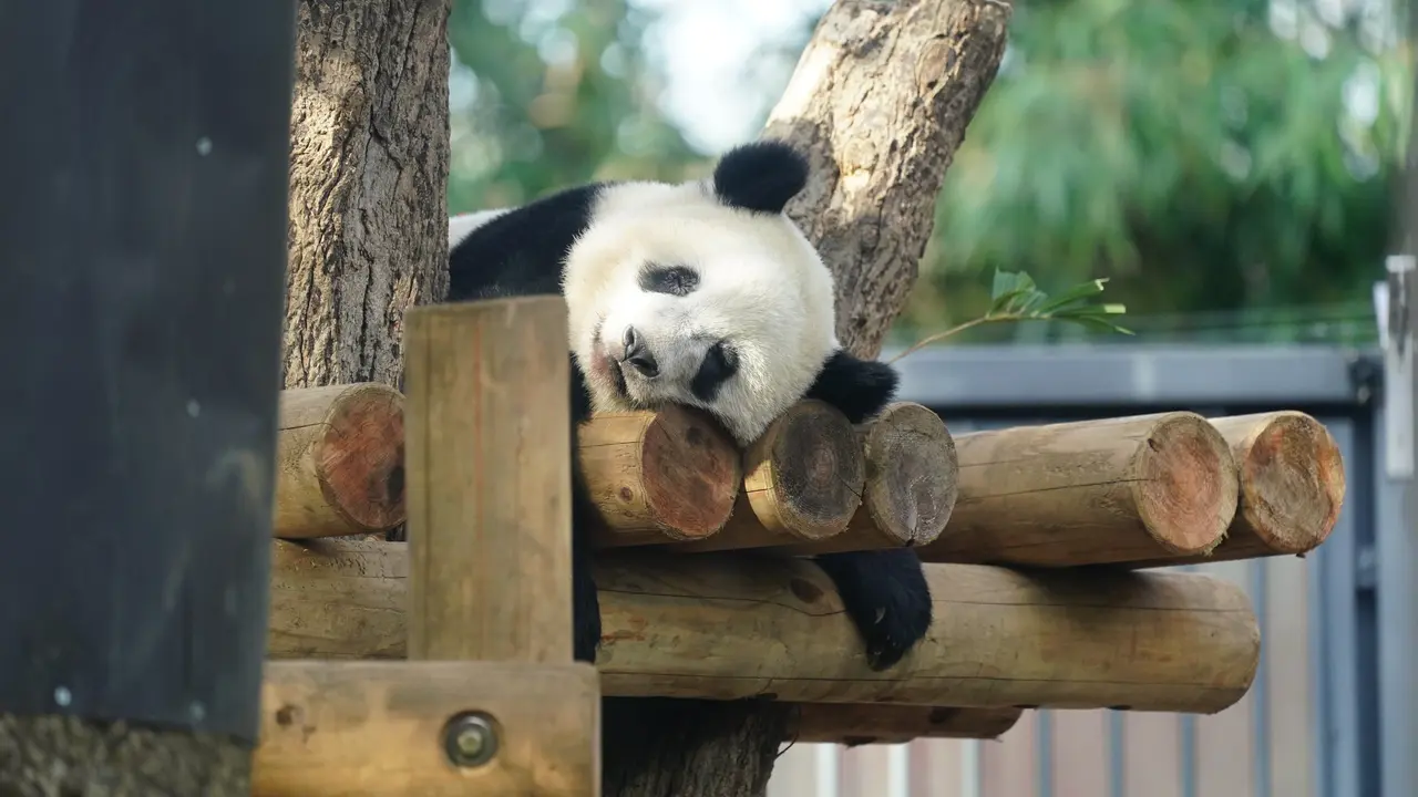 21年最新 東京でおすすめの動物園11選 Holiday ホリデー