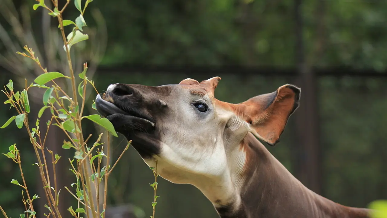 よこはま動物園ズーラシアの楽しみ方完全ガイド 観光やデートにおすすめの情報や周辺情報も満載 Holiday ホリデー