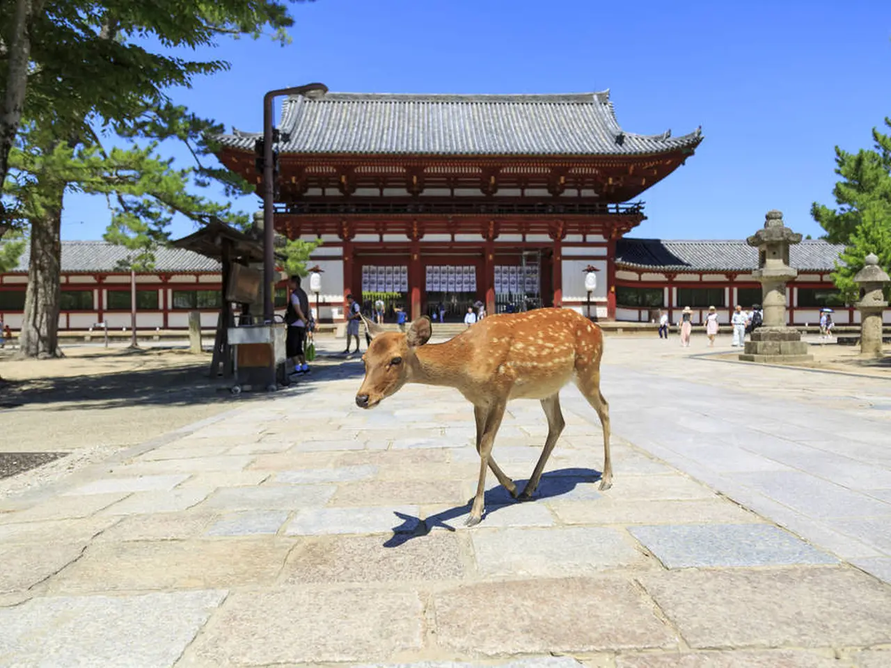奈良旅行ガイド！人気エリアや見どころ・アクセス情報が満載