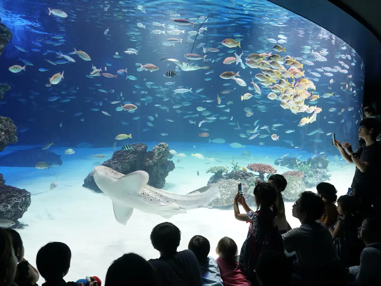 21年 サンシャイン水族館の楽しみ方完全ガイド 最新イベント情報も満載 Holiday ホリデー