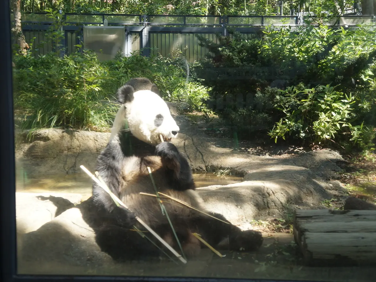 上野動物園の楽しみ方完全ガイド 観光やデートにおすすめの情報や周辺情報も満載 Holiday ホリデー