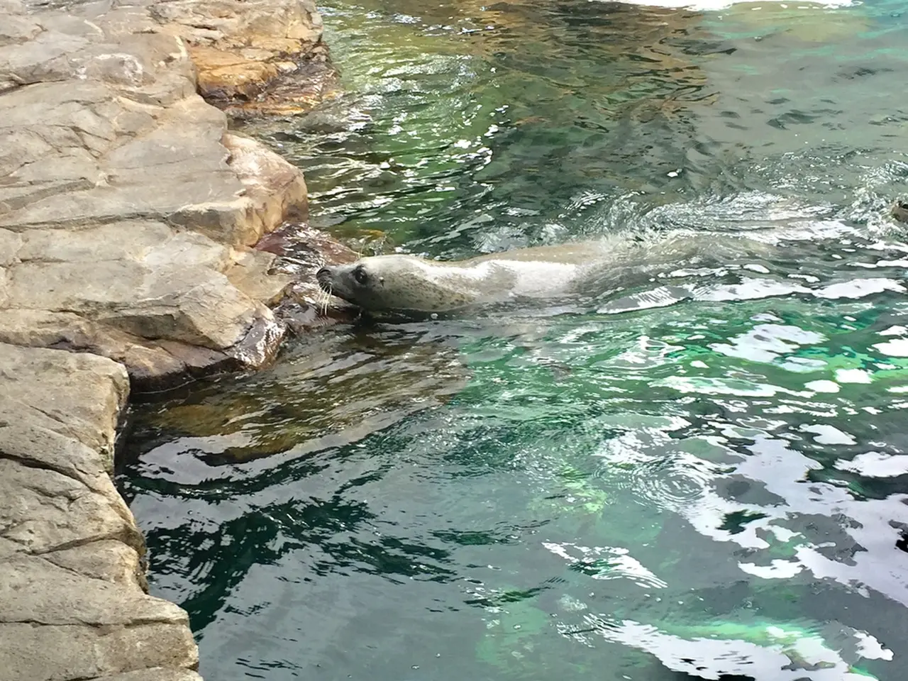 21年 しながわ水族館の最新イベント アクセス 駐車場 イルカショー情報を徹底リサーチ おすすめの情報や周辺情報も満載 Holiday ホリデー