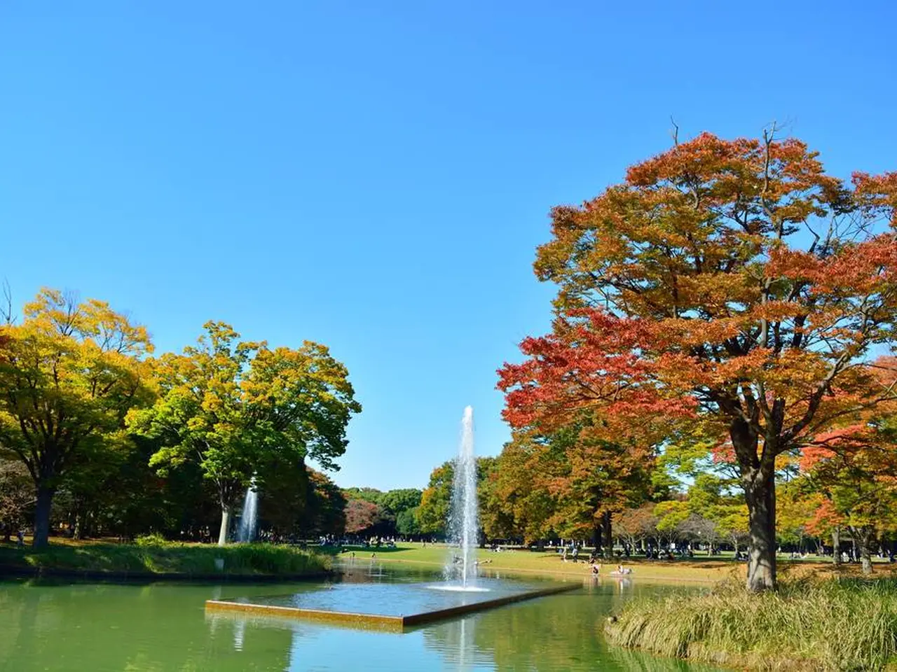 代々木公園の楽しみ方完全ガイド 散歩だけじゃない グルメフェスやフリマなどイベント多数 Holiday ホリデー