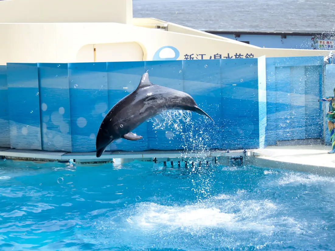 Enoshima Aquarium Dolphin Show