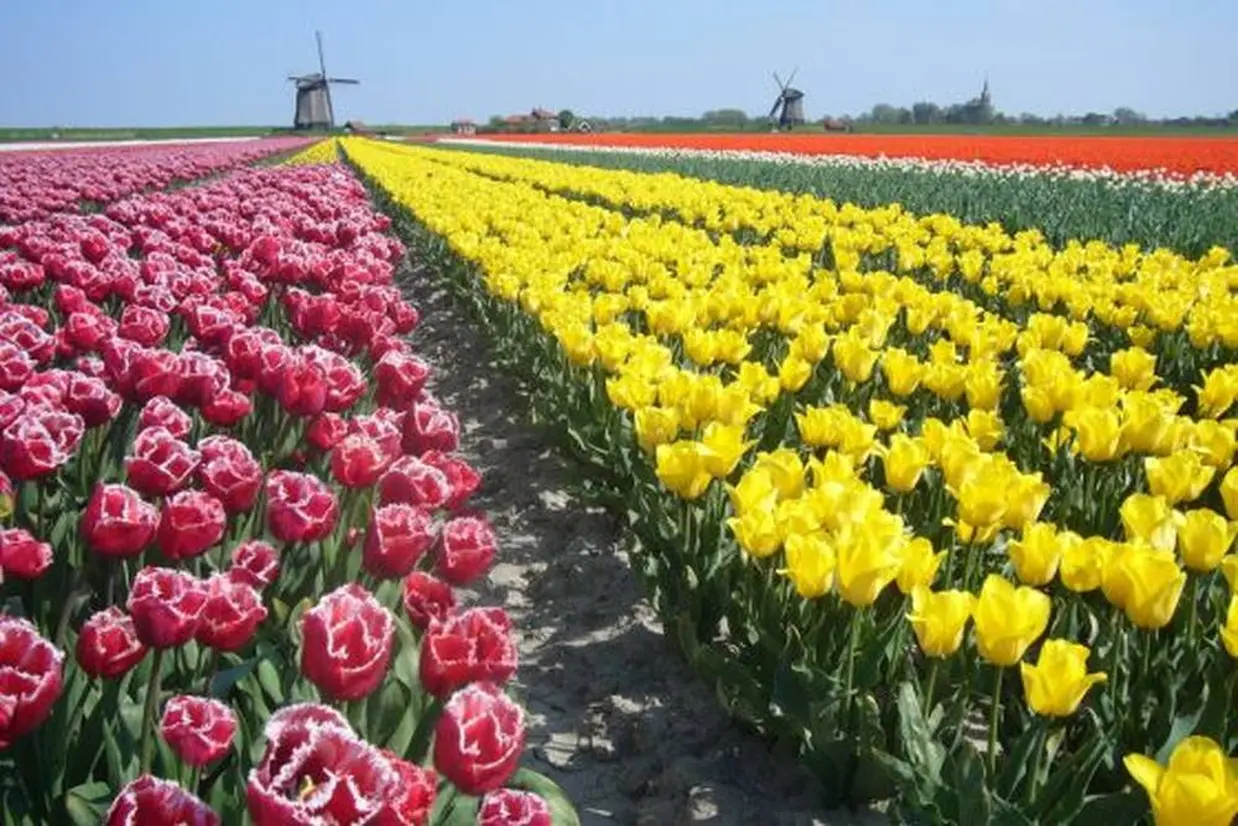 アルクマール近郊に広がる花畑と風車 ©オランダ政府観光局