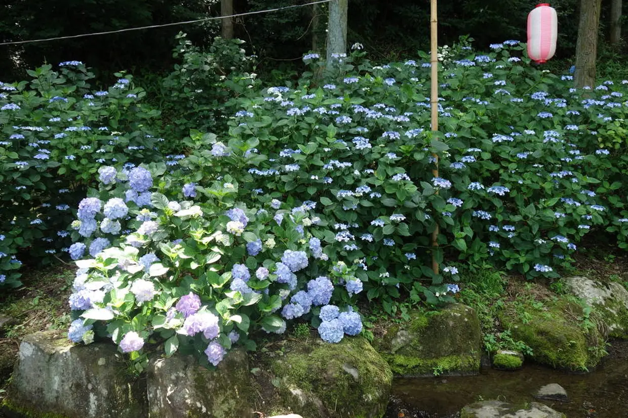 Onoike Ajisai Park, famous for its hydrangeas