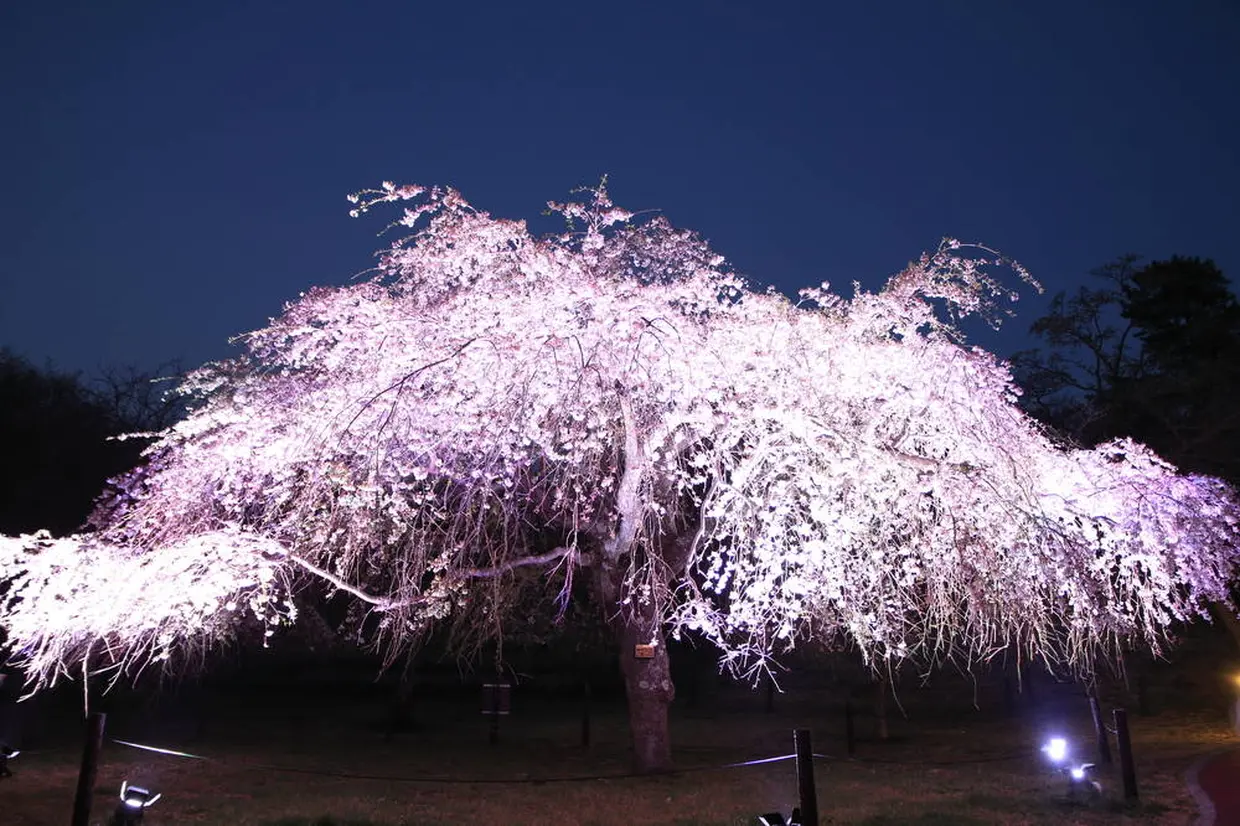 さくらの里の夜桜