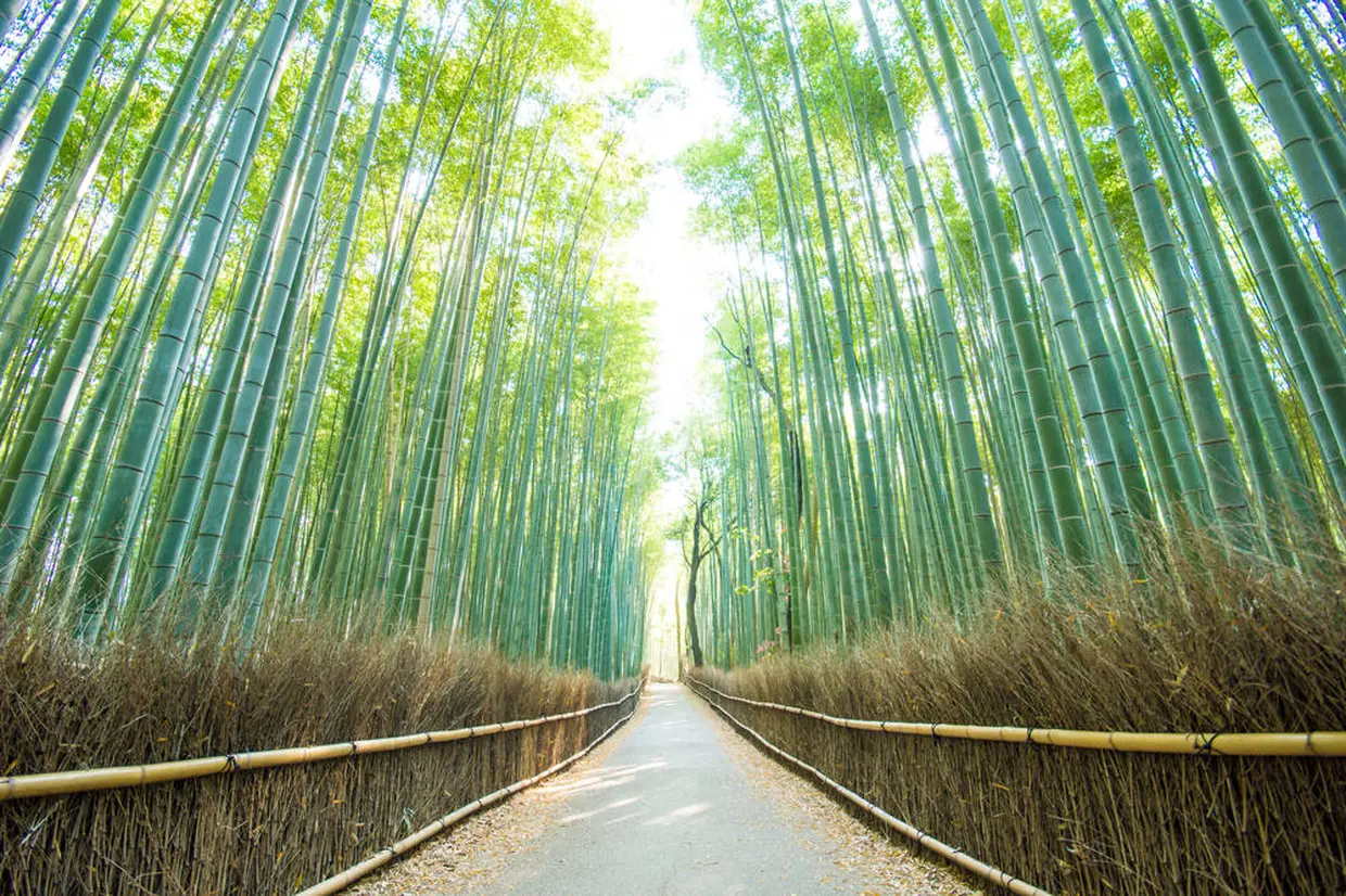 Bamboo Forest（竹林の小径）