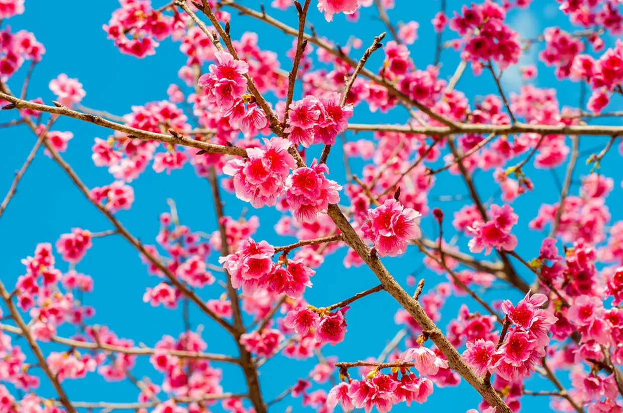 琉球緋寒桜