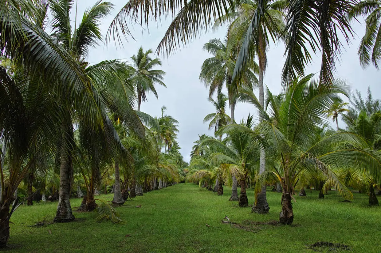 千本椰子林（ロタ）