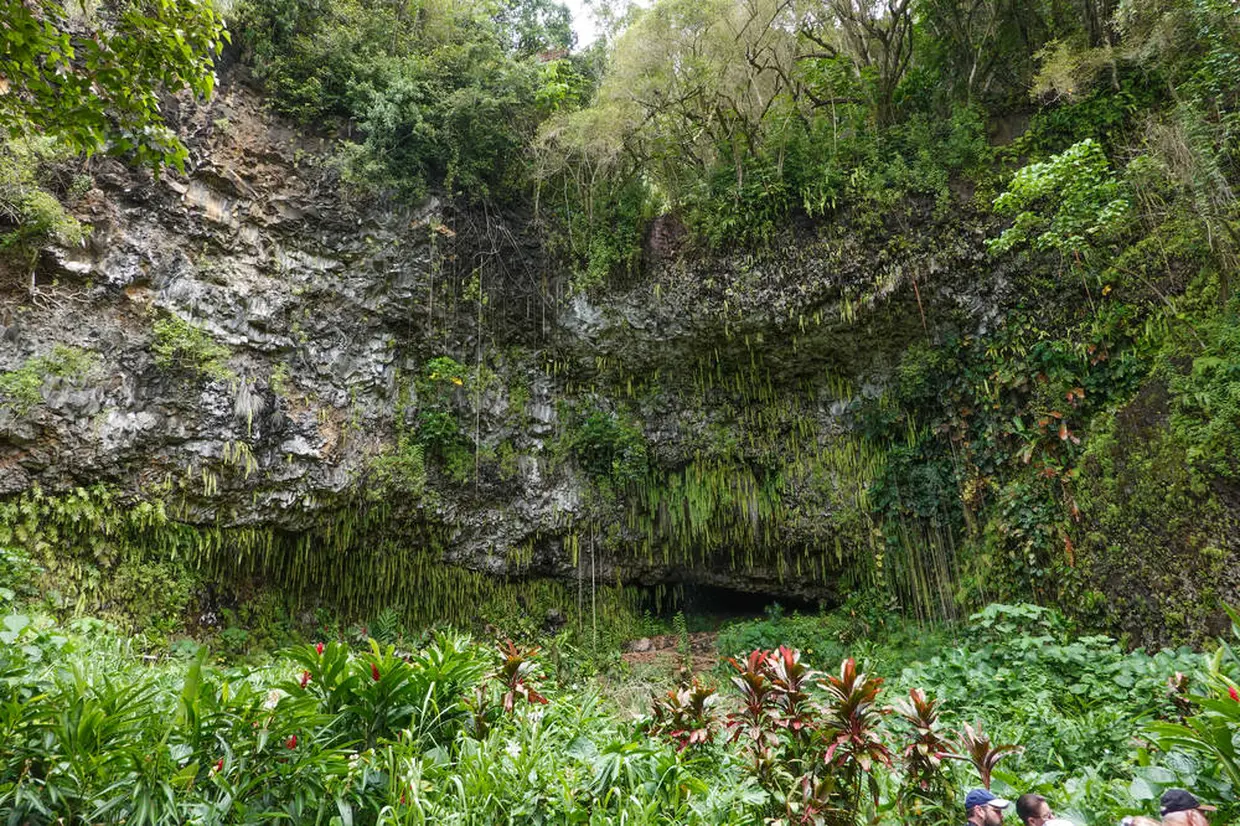 シダの洞窟
