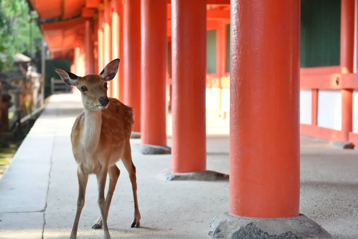 奈良で世界遺産の大仏と鹿