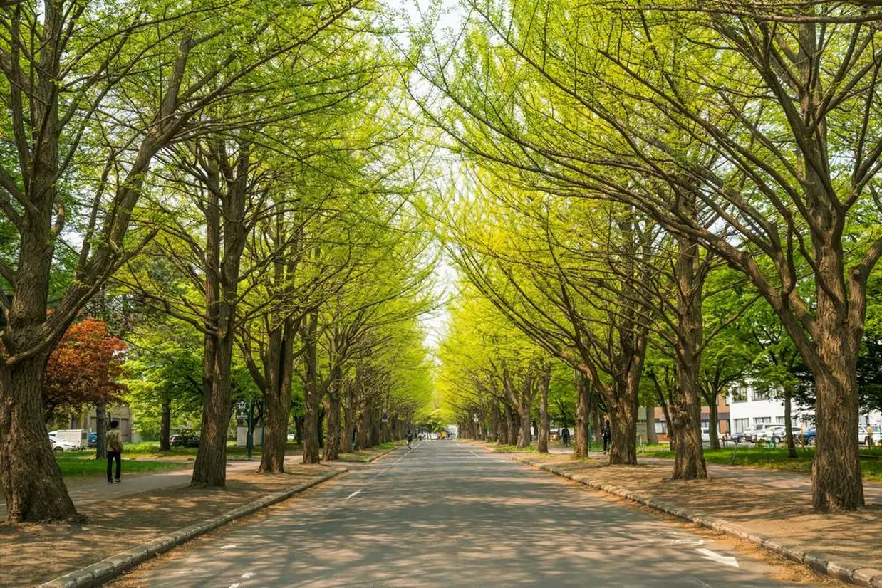 北海道大学ポプラ並木