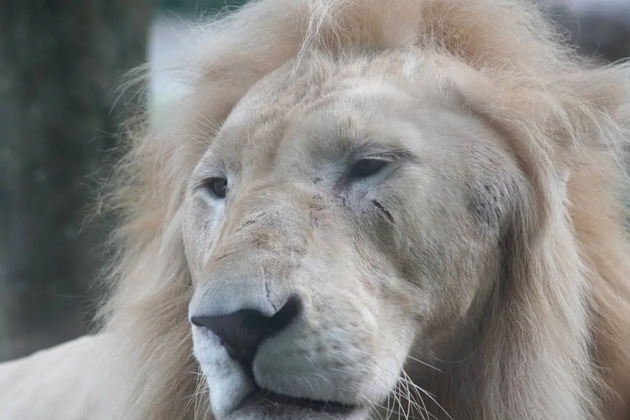 トロント動物園