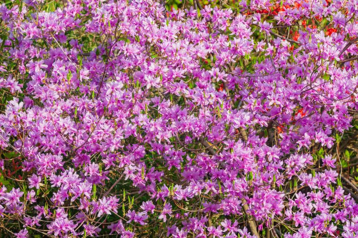 Japanese azalea (Rhododendron japonicum)