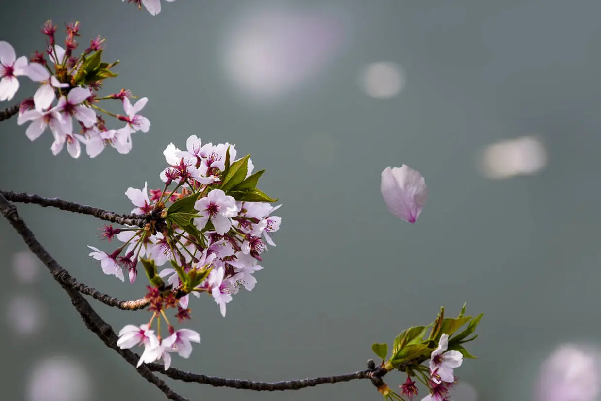 湯山温泉桜まつり イメージ
