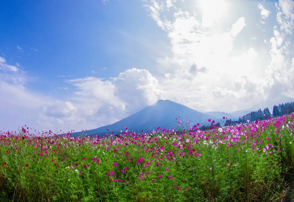 生駒高原のコスモス