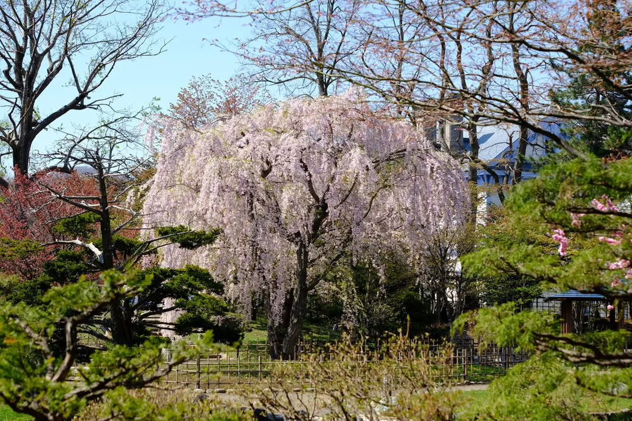 中島公園　しだれ桜