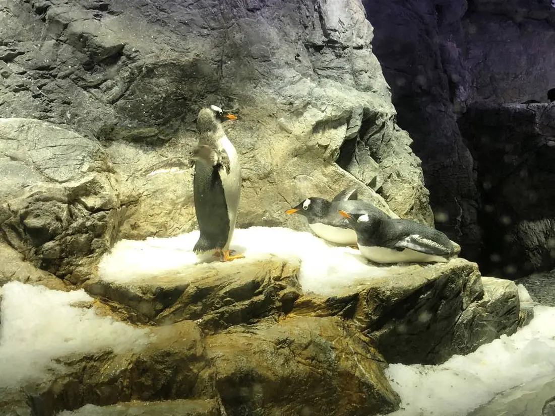 複数のペンギンたち